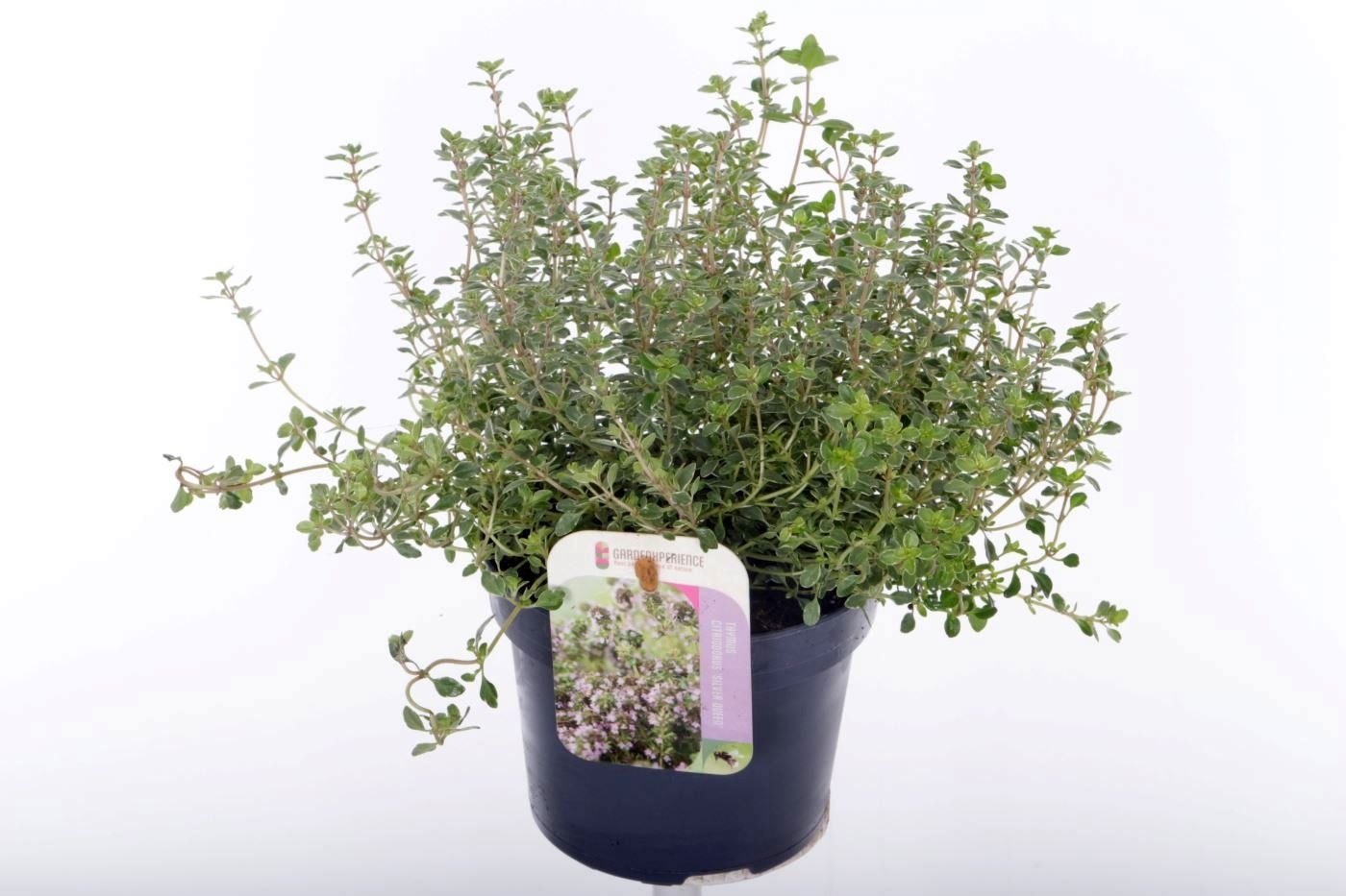 Thymus citr. Silver Queen, D 13 cm