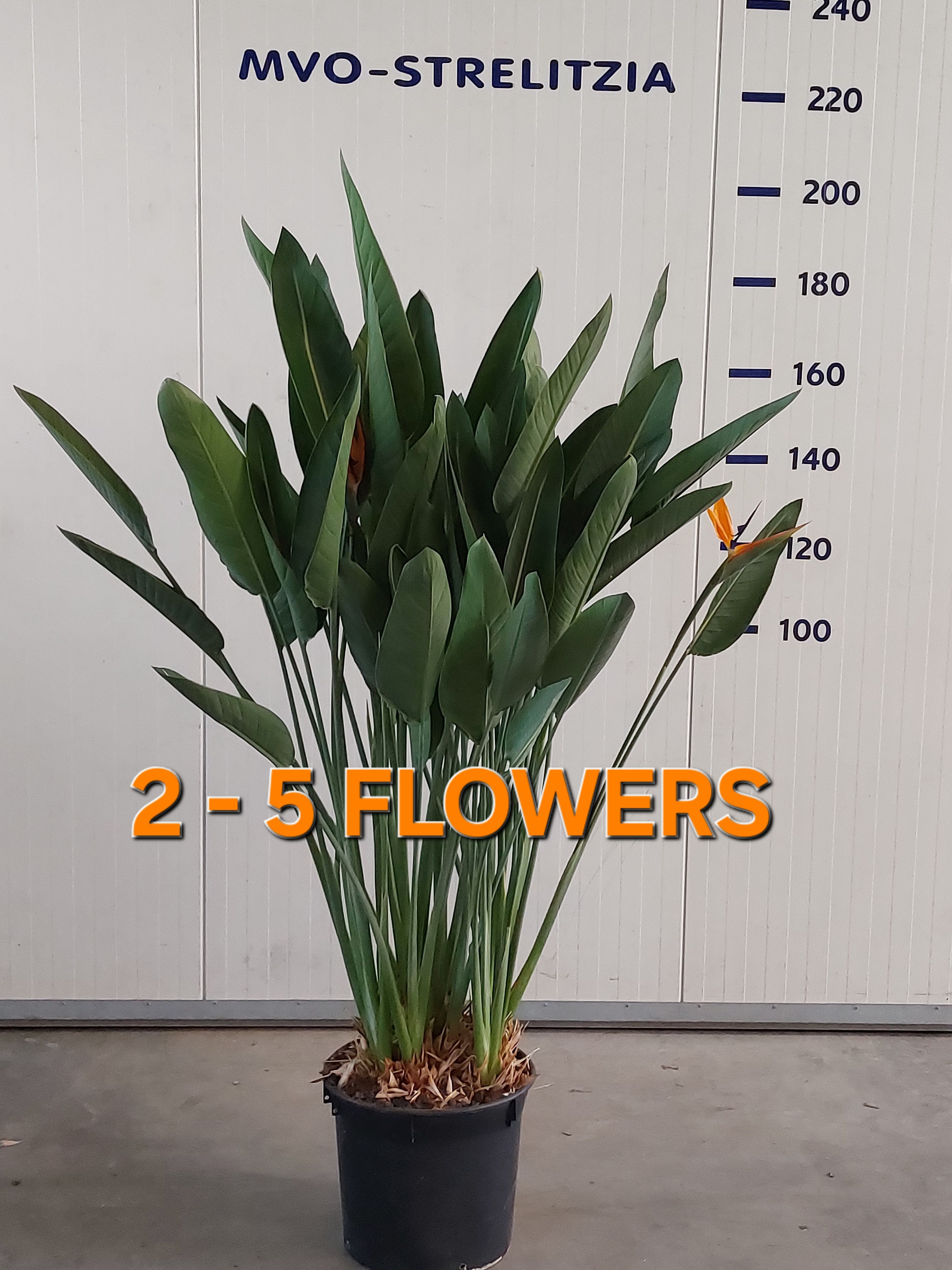 Strelitzia reginae 180 5+ bloem/knop premium, D 40