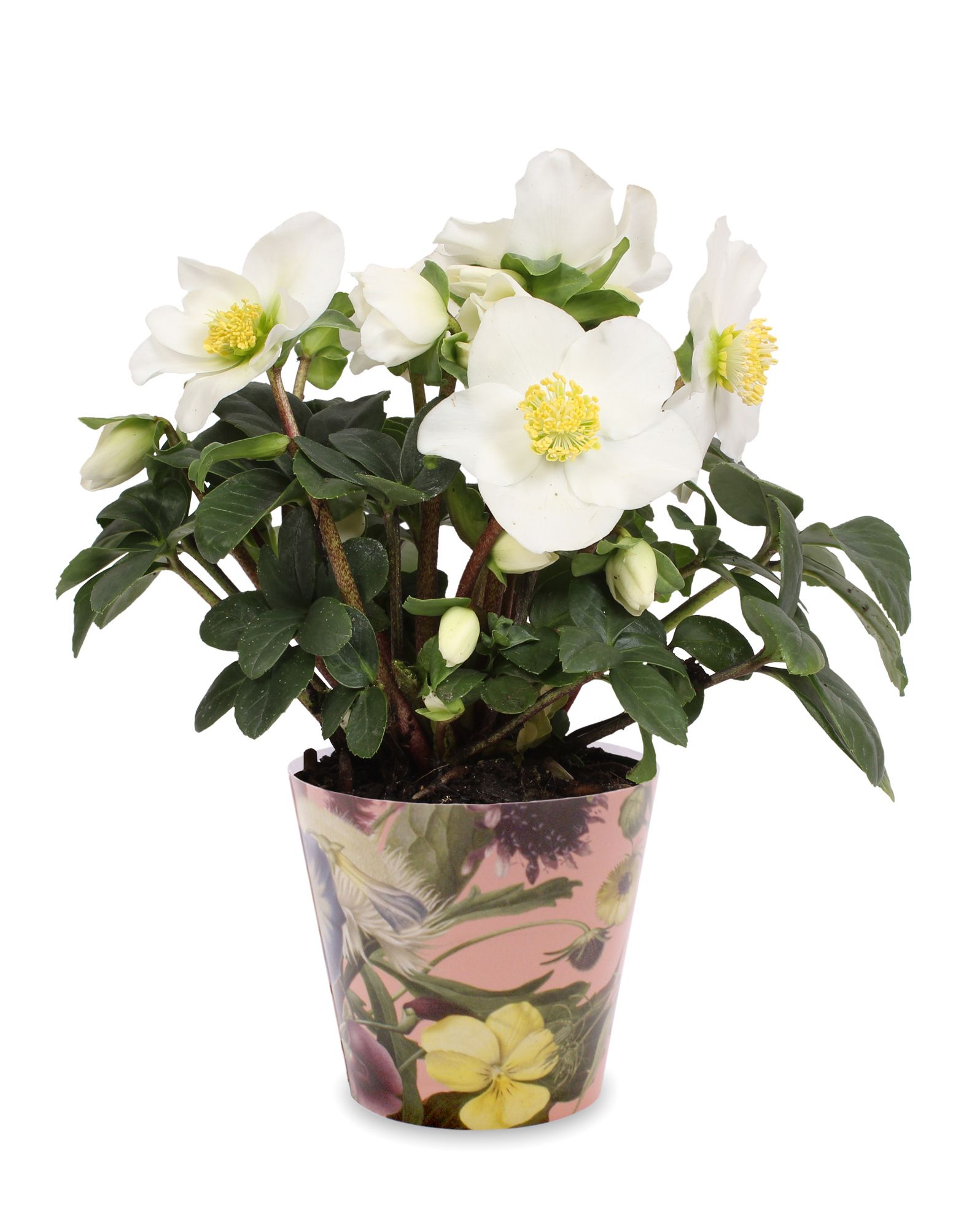 Helleborus n. Christmas Carol in pot boudoir, D 9 cm
