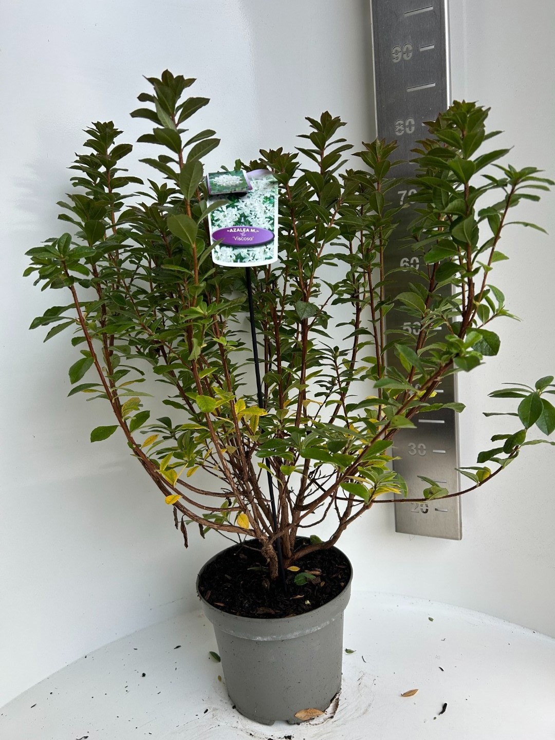 Azalea knaphill Viscosa, D 23 cm