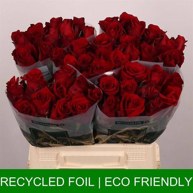 Роза од. Эксплорер 40, шт. Роза од. Эксплорер 40, шт.