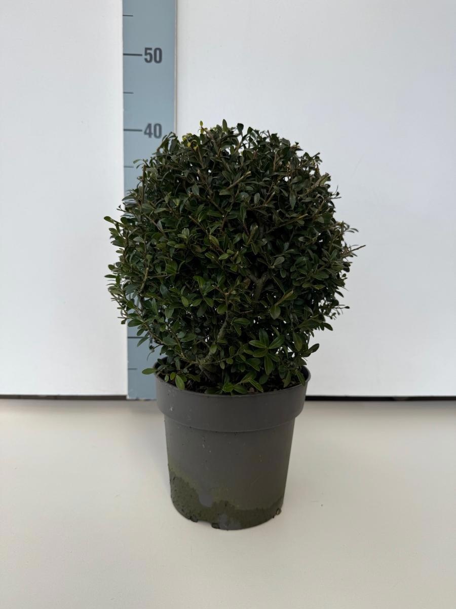 Ilex crenata 'Stokes', bol, D 17