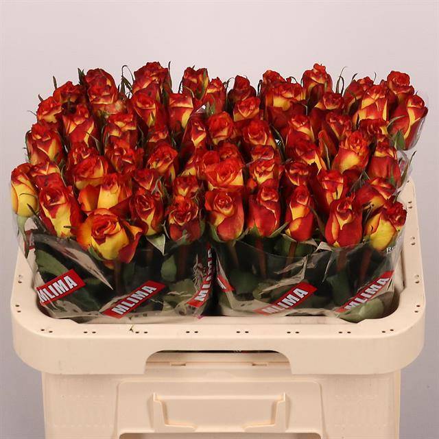 Роза од. Хай Энд Мэджик 60, шт.