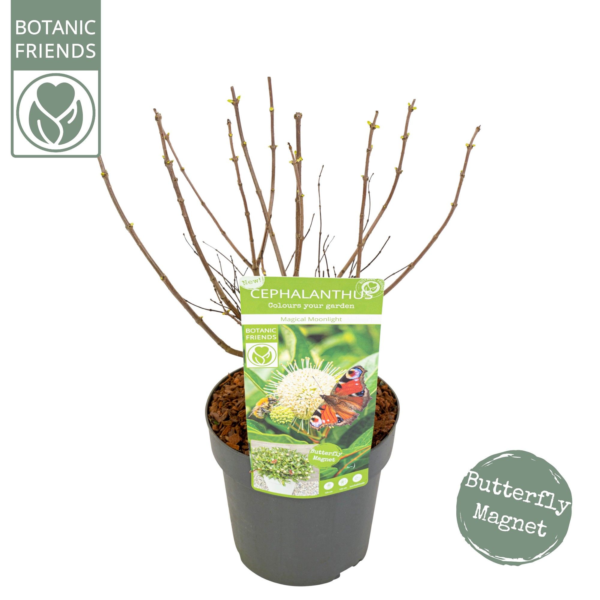 Cephalanthus 'Magical Moonlight' ®, D 19