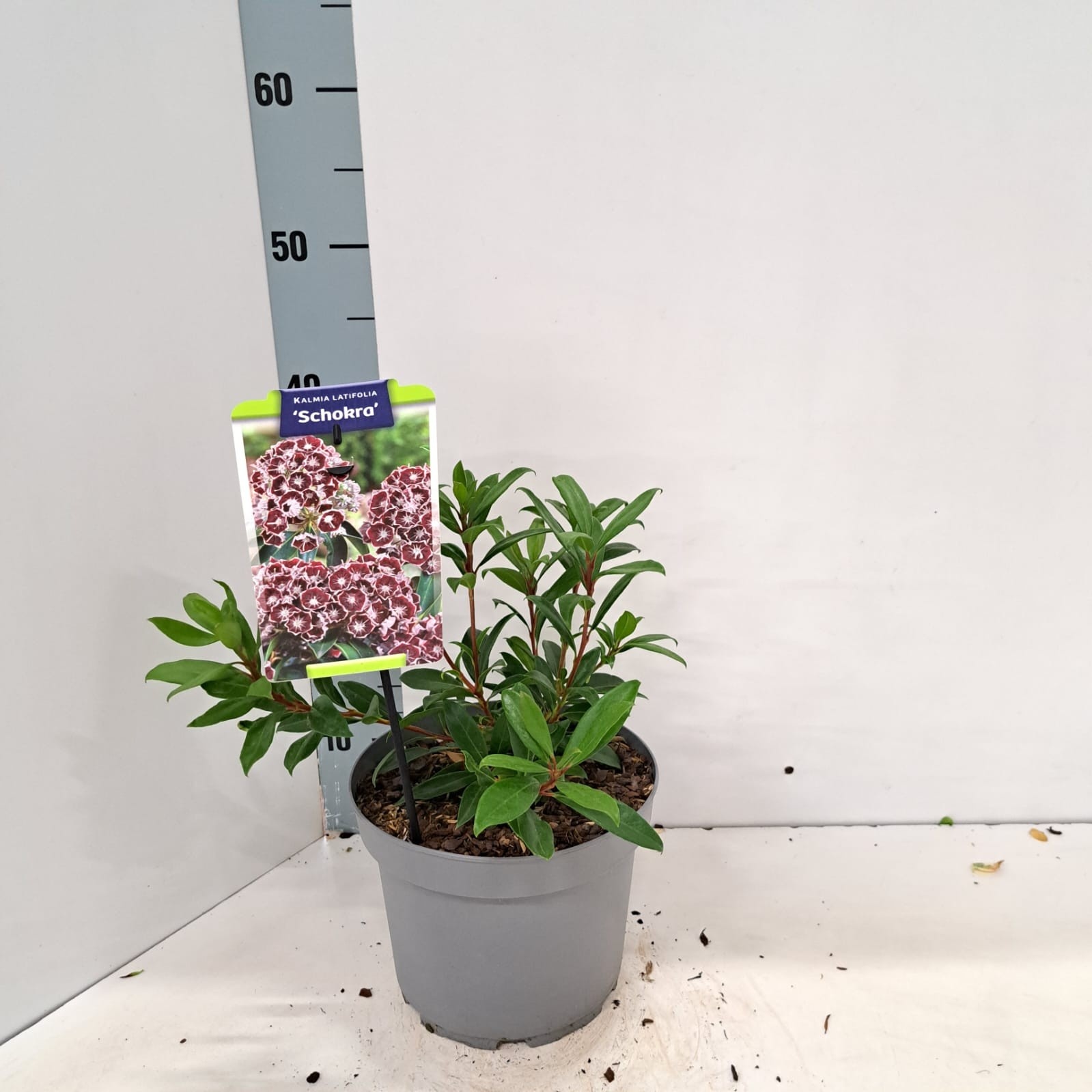 Kalmia lat. 'Schokra', D 21