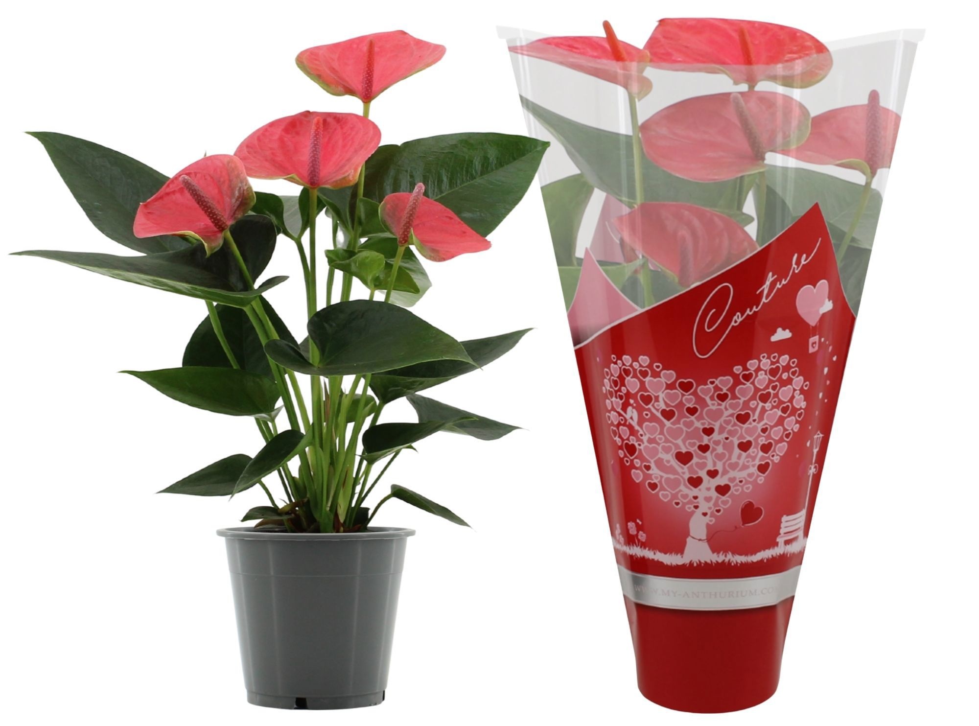 Anthurium 12 cm Sweet Dream in Couture heart sleeve, D 12
