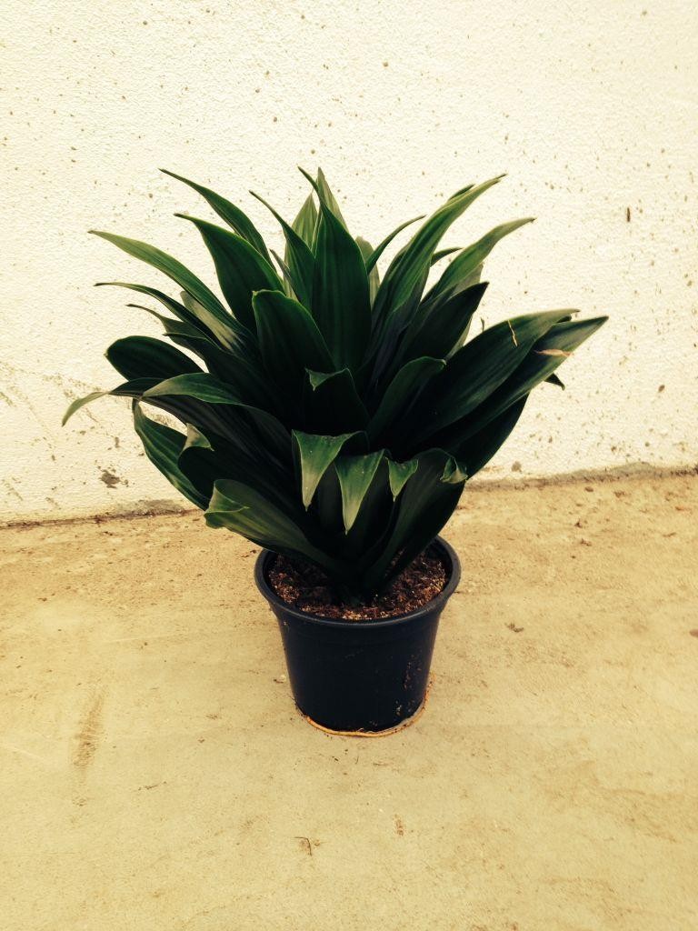 DRACAENA DEREMENSIS 'J. CRAIG COMPACTA', D 12
