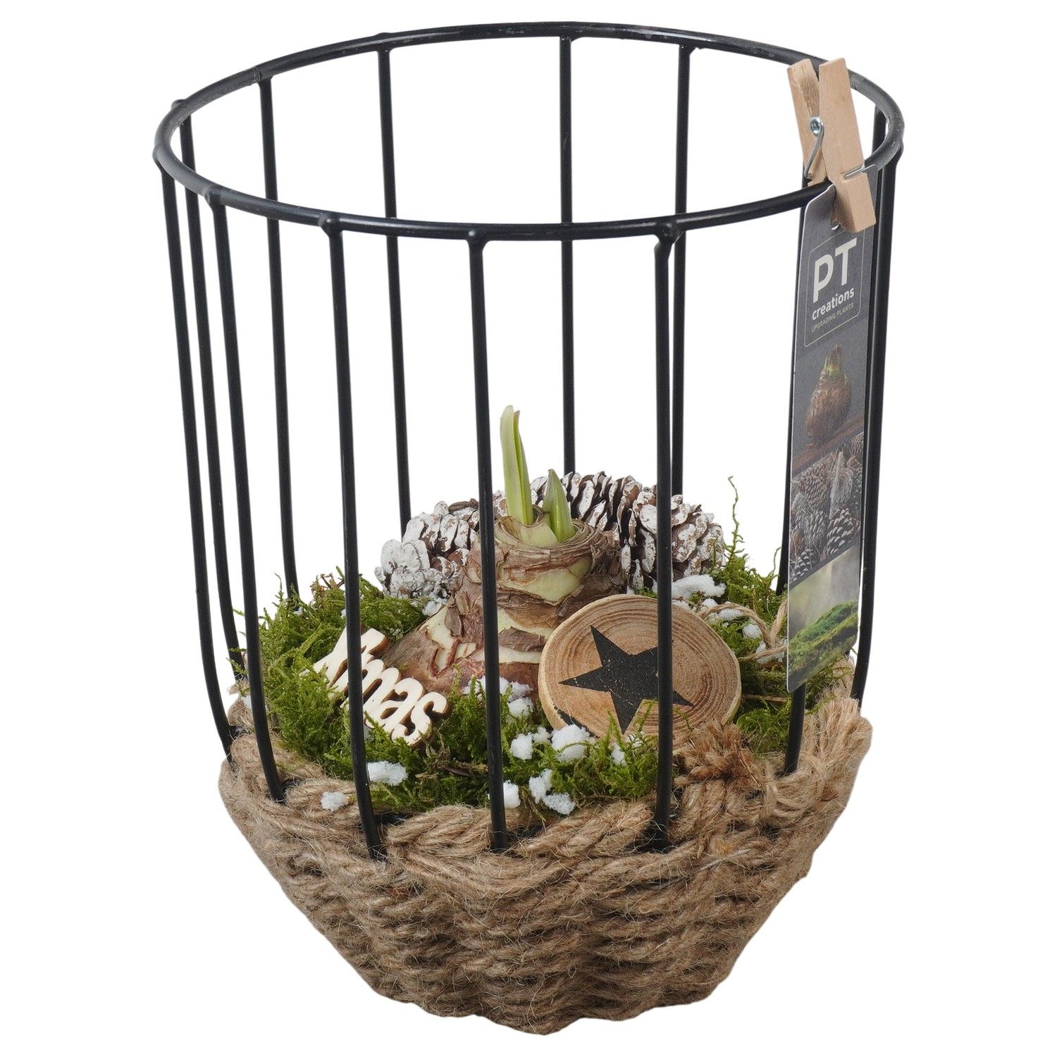 PTACH5903 Arrangement Amaryllis Christmas in touw mand met metaal, D 16 cm