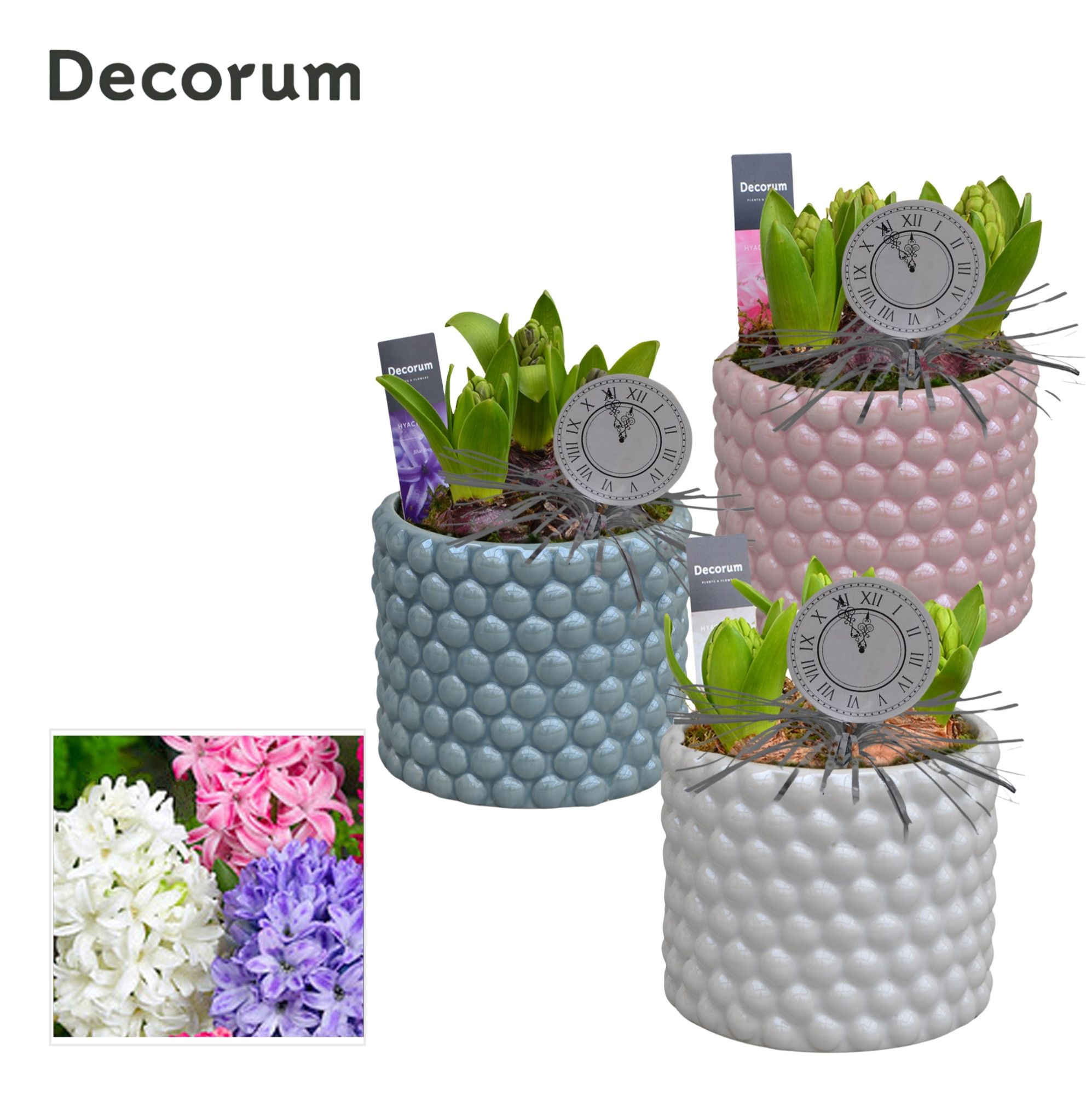 Hyacint Perla HL14422NY [NEW YEAR], D 13