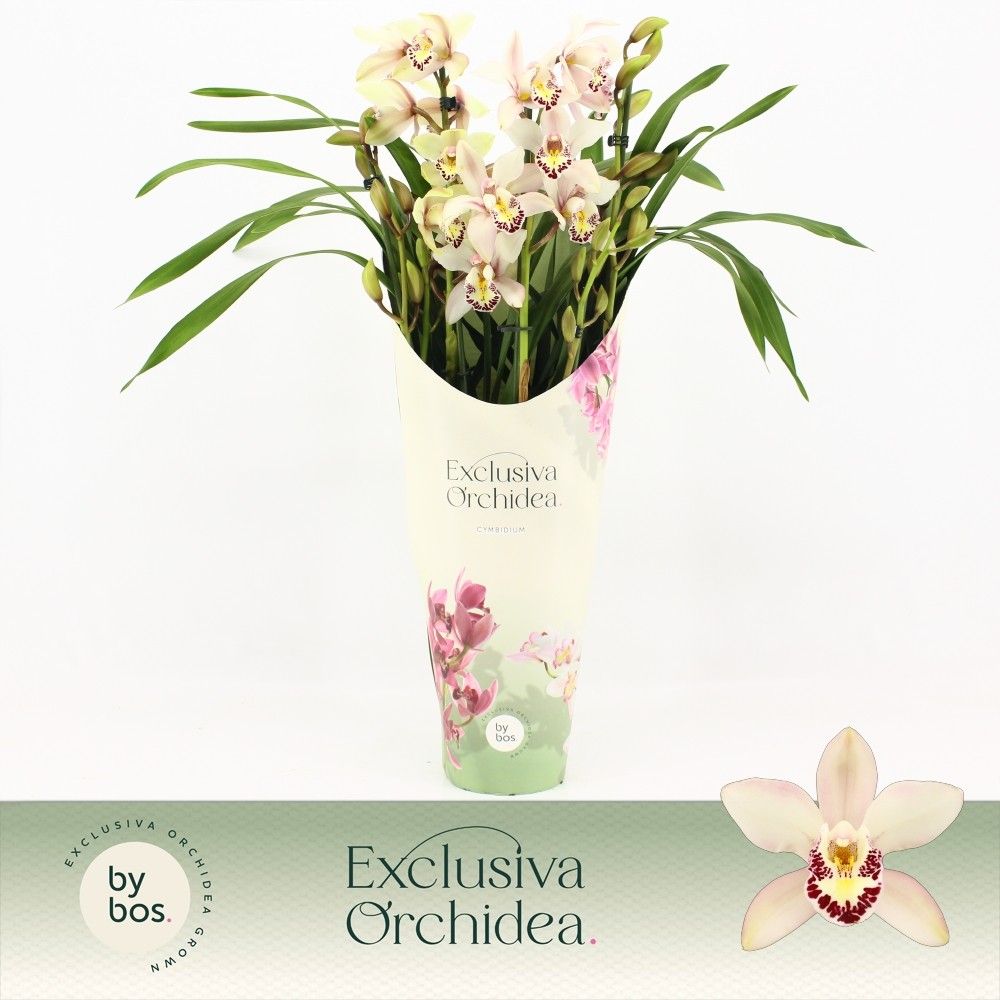 Cymbidium, Little Stef 5+ spike P14 'Exclusiva Orchidea' Potcover, D 14 cm