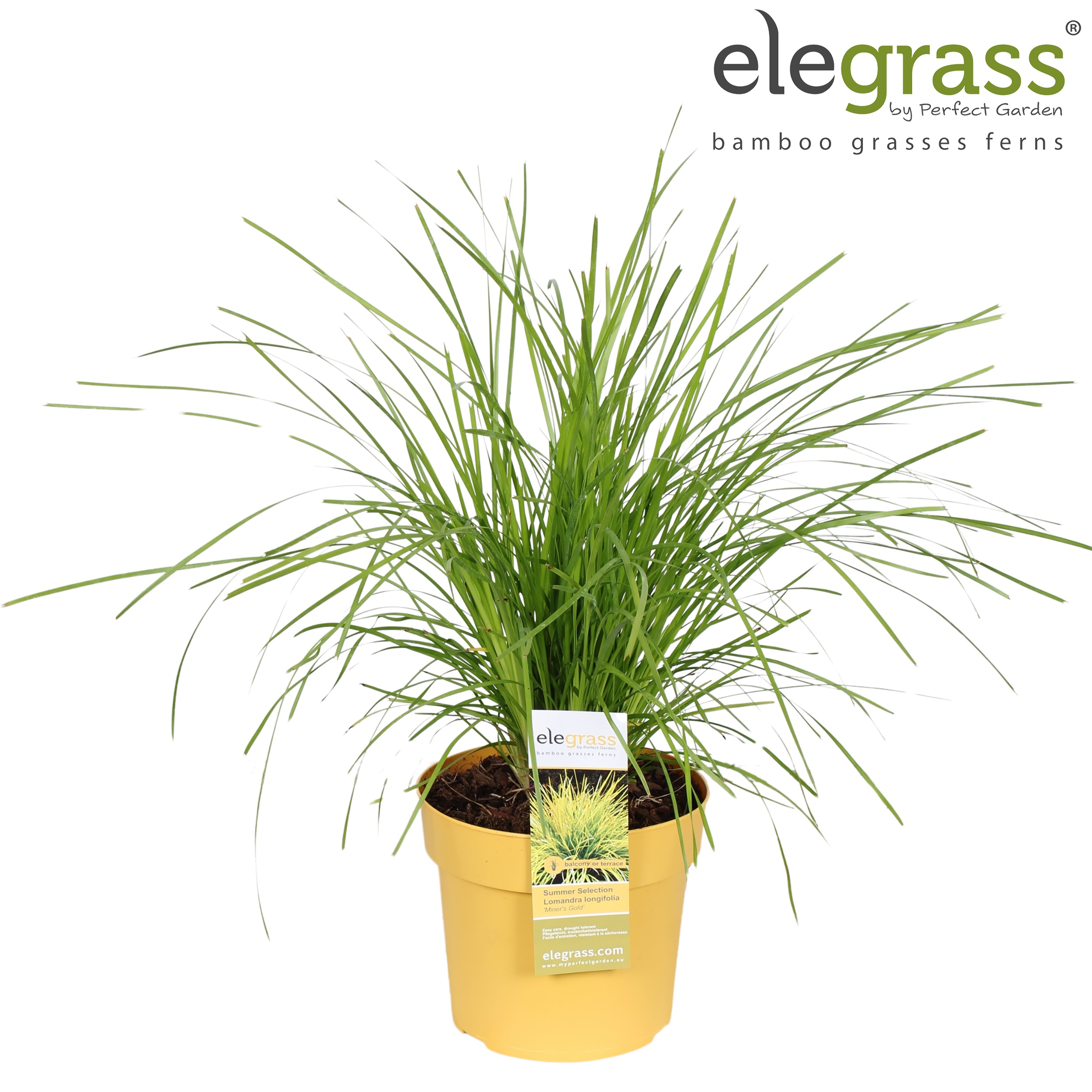 Lomandra longifolia Miner's Gold P19, D 19