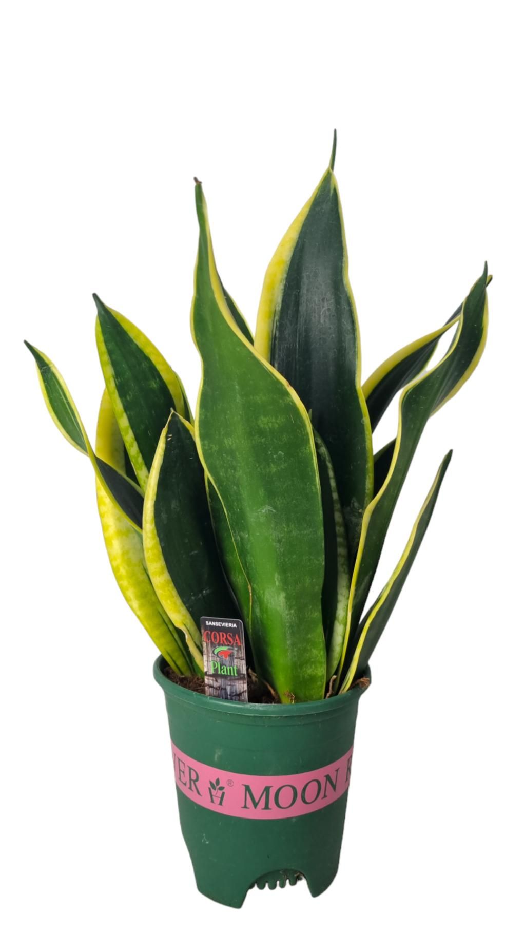 Sansevieria Black Gold 14 cm, D 14