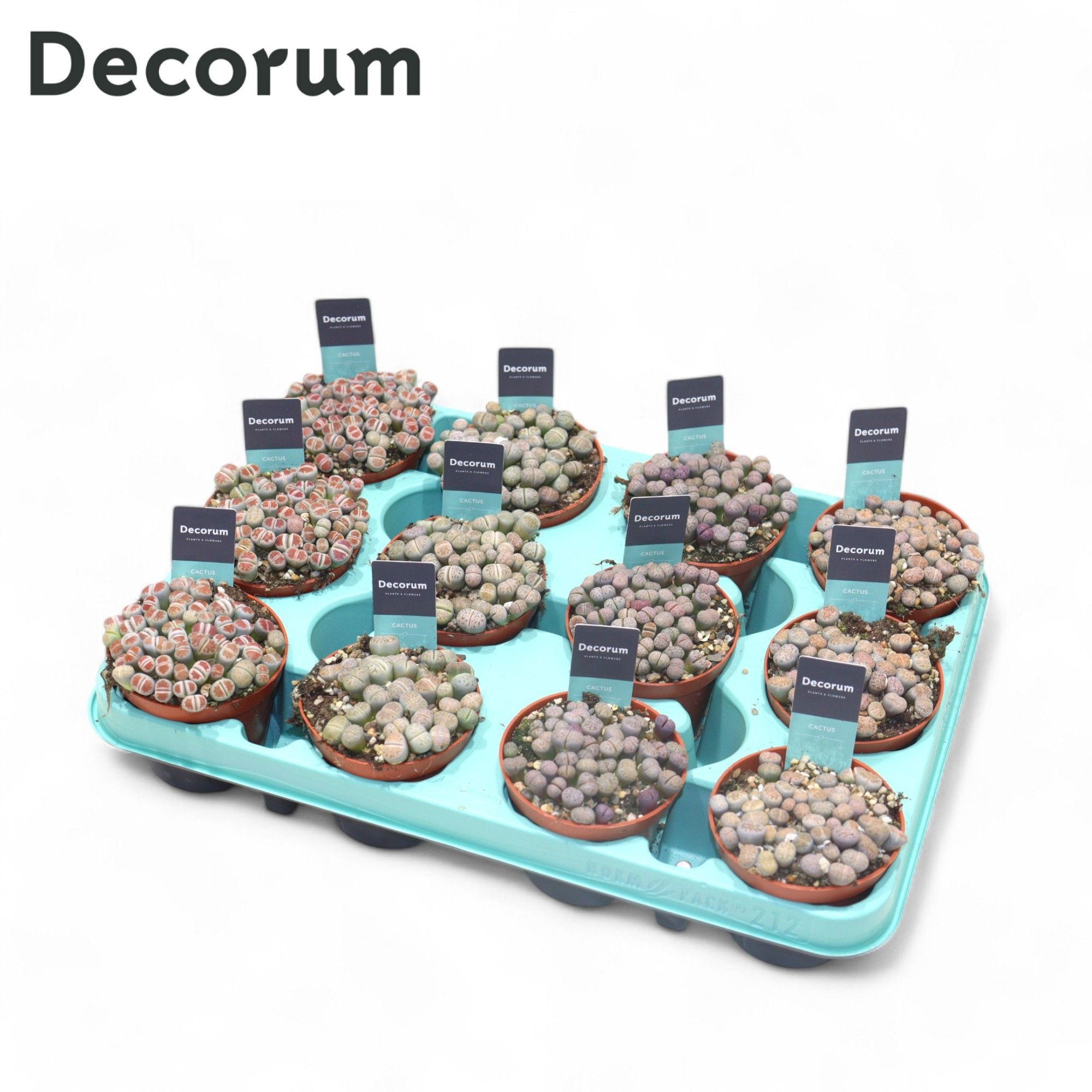 Lithops Mix (Decorum), D 8,5