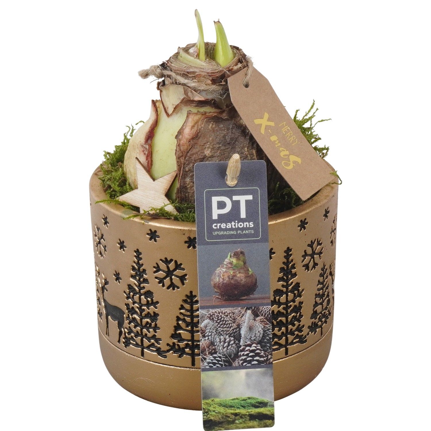 PTACH5838 Arrangement Amaryllis Christmas in beton pot, D 11 cm PTACH5838 Arrangement Amaryllis Christmas in beton pot, D 11 cm
