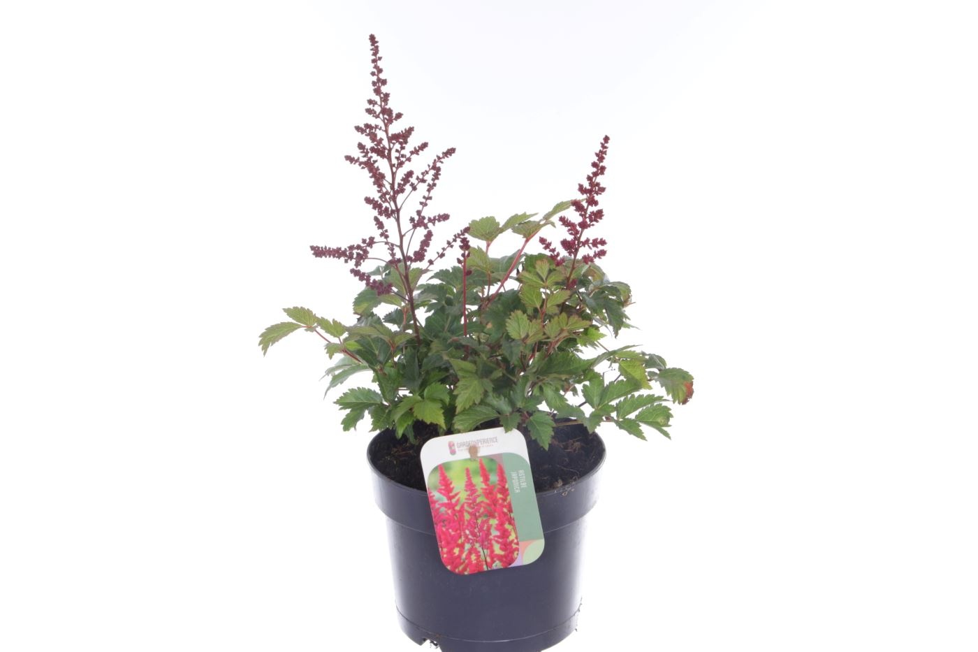 Astilbe japonica Montgomery, D 17