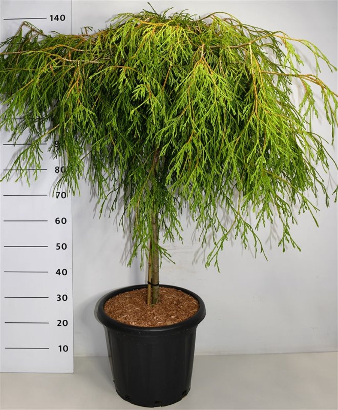 Thuja pl. 'Kager's Beauty', D 38