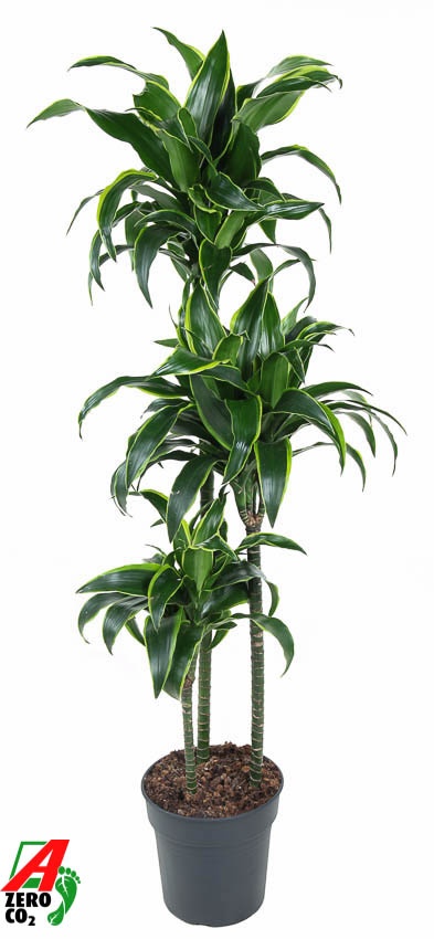 Dracaena Dorado 90-60-30, D 24