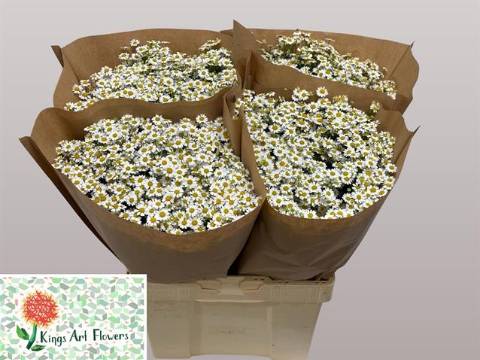 Танацетум Сингл Вегмо 60 (бел.), шт.