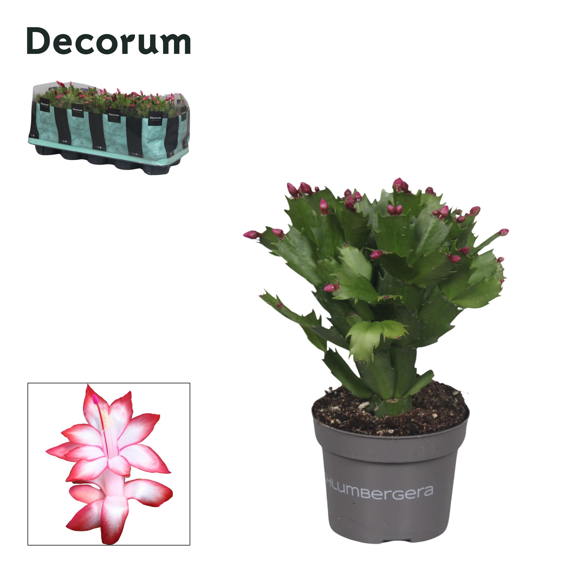 Schlumbergera - 10,5 cm - Red (Exotic) - Decorum, D 10,5