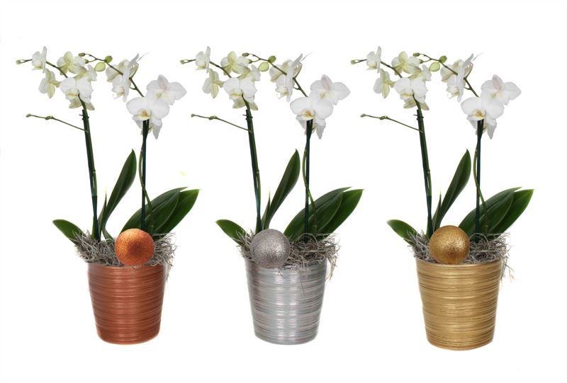 Scratched p12 mix luxury Phal multiflower white 2T22+, D 12 cm