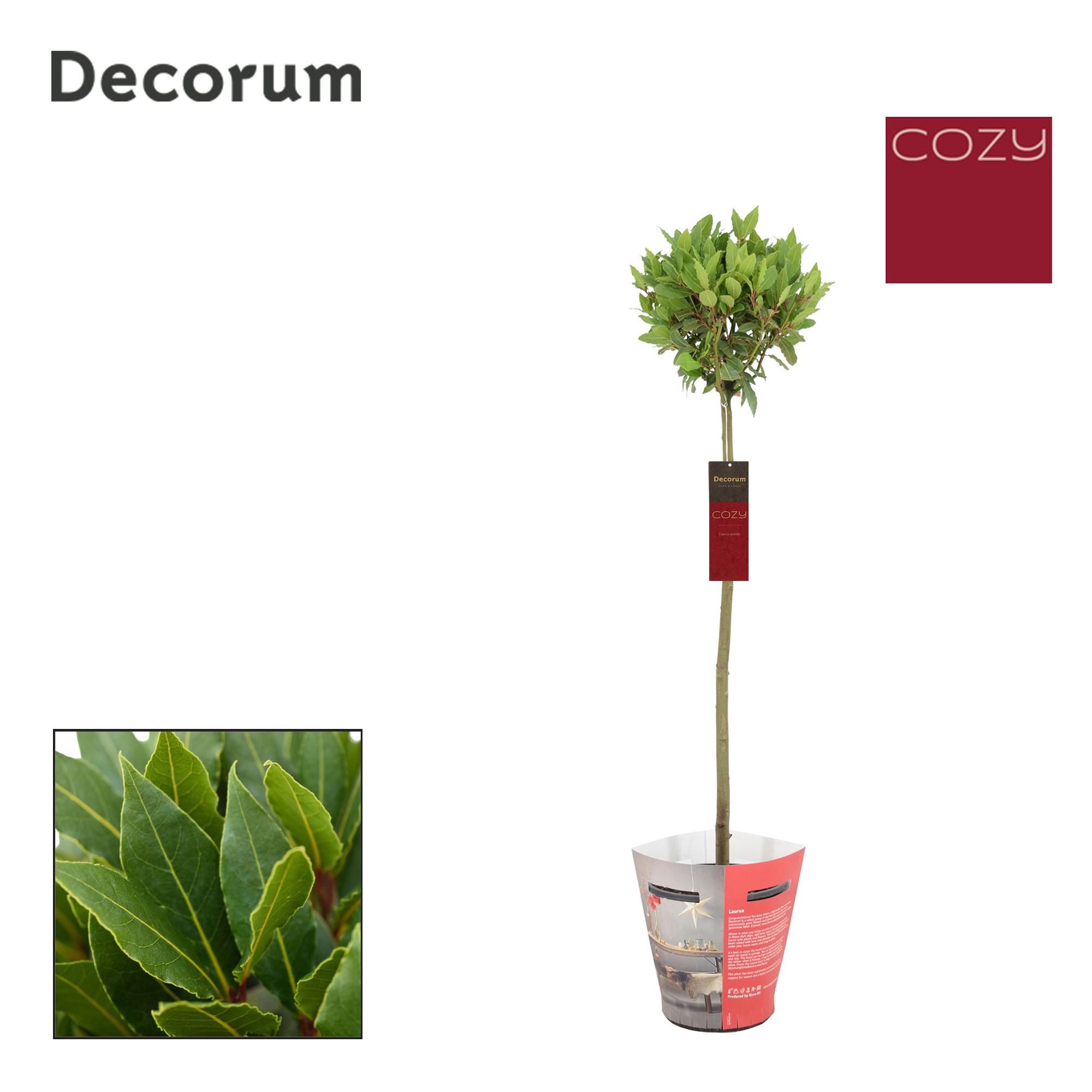 Laurus nobilis Bol op stam Cozy, D 20