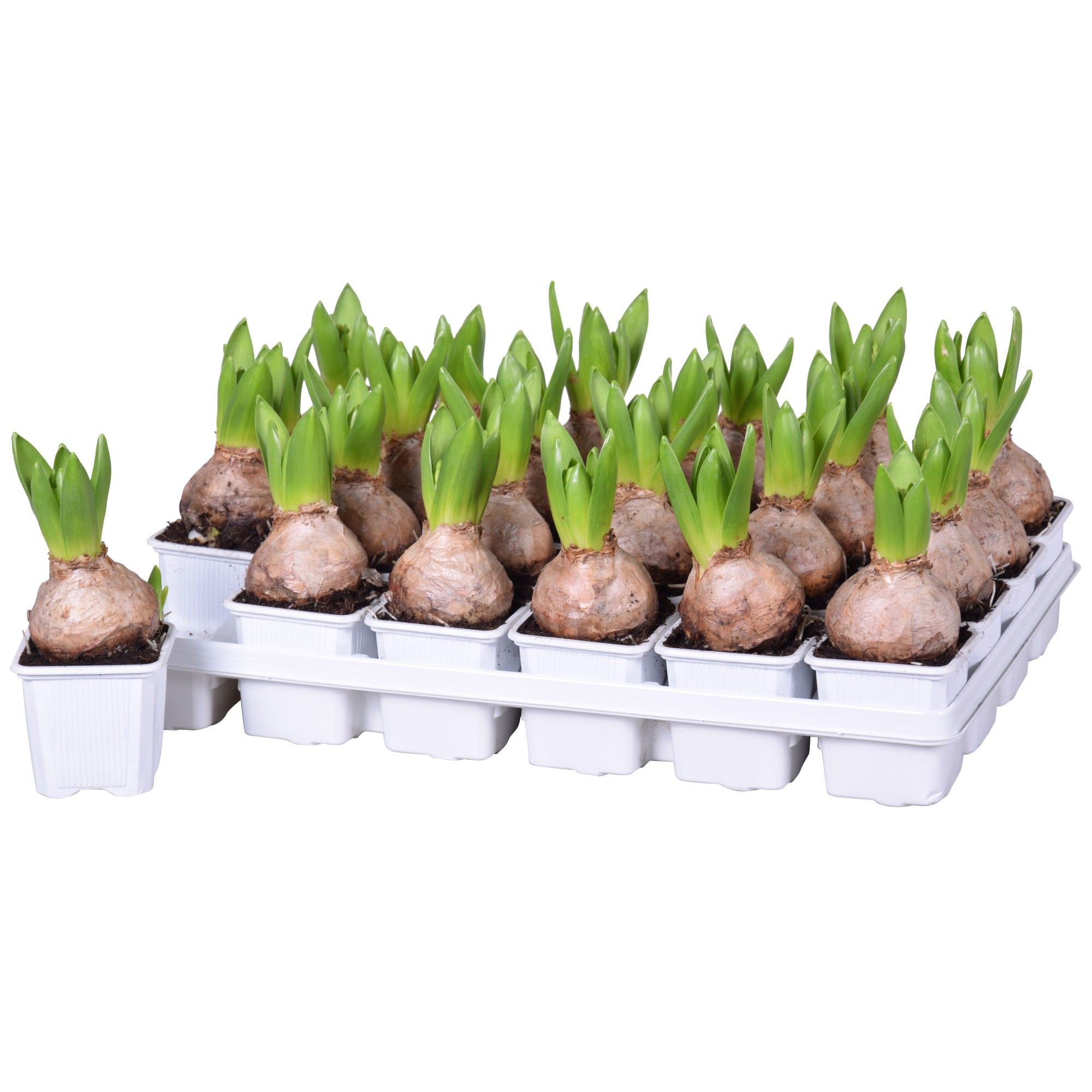 Hyacinthus White Pearl, D 7