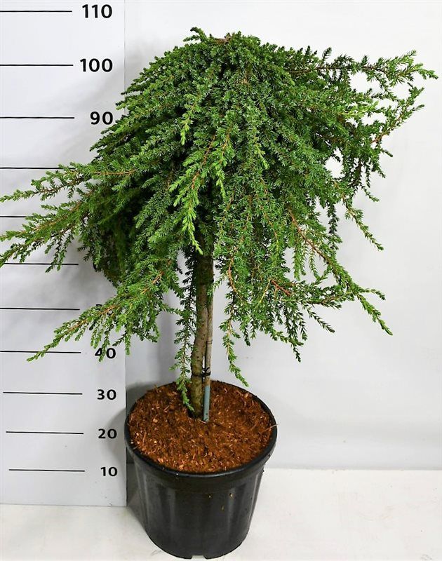 Juniperus comm. 'Greenmantle', D 32