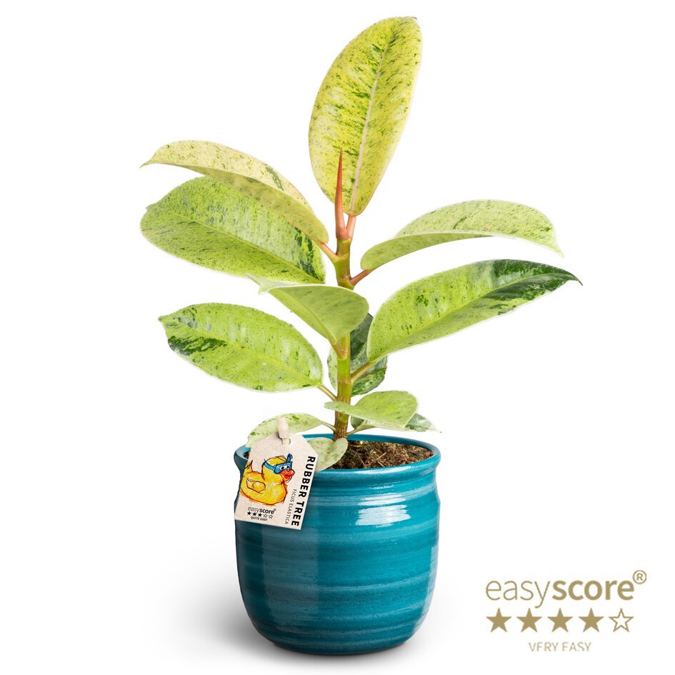 Maceta Teal, Ficus elastica ´Shivereana´, D 10