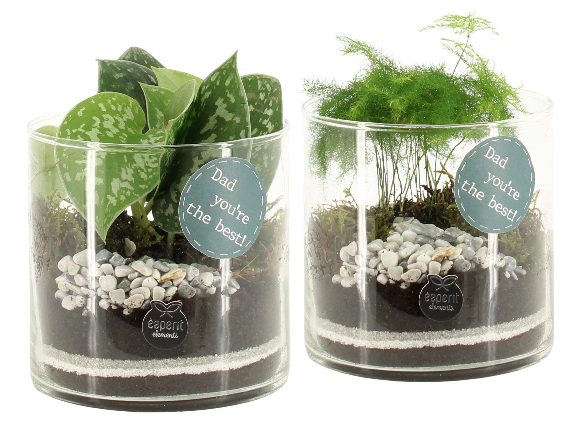 21764: Father's day arrangement, D 12