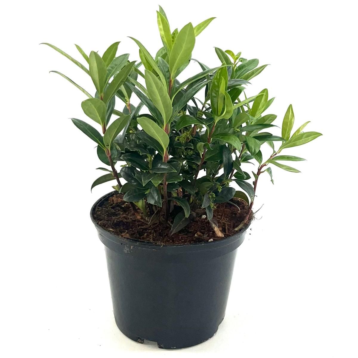 Sarcococca hookeriana humilis, D 17