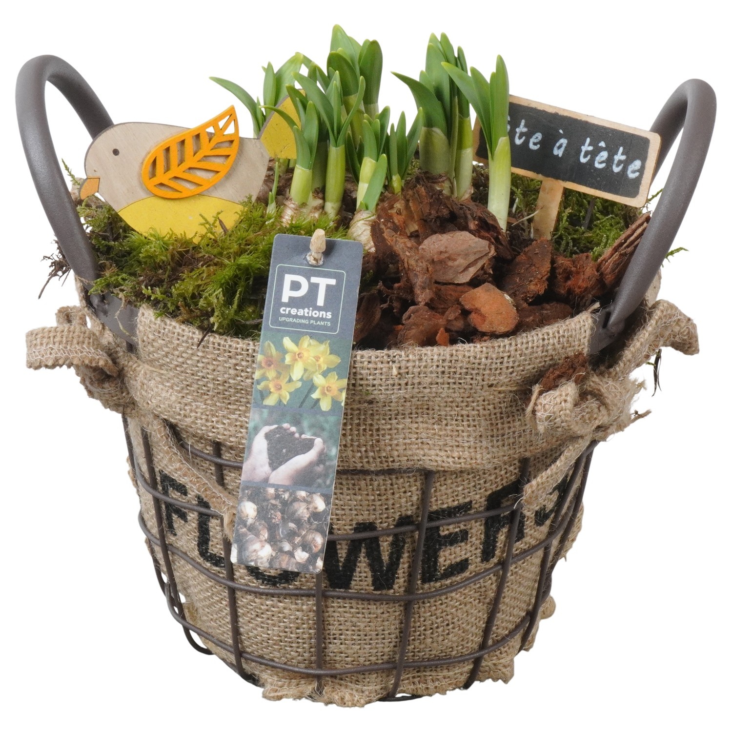 PTN8663 Arrangement Narcissus in mand met metaal, D 19