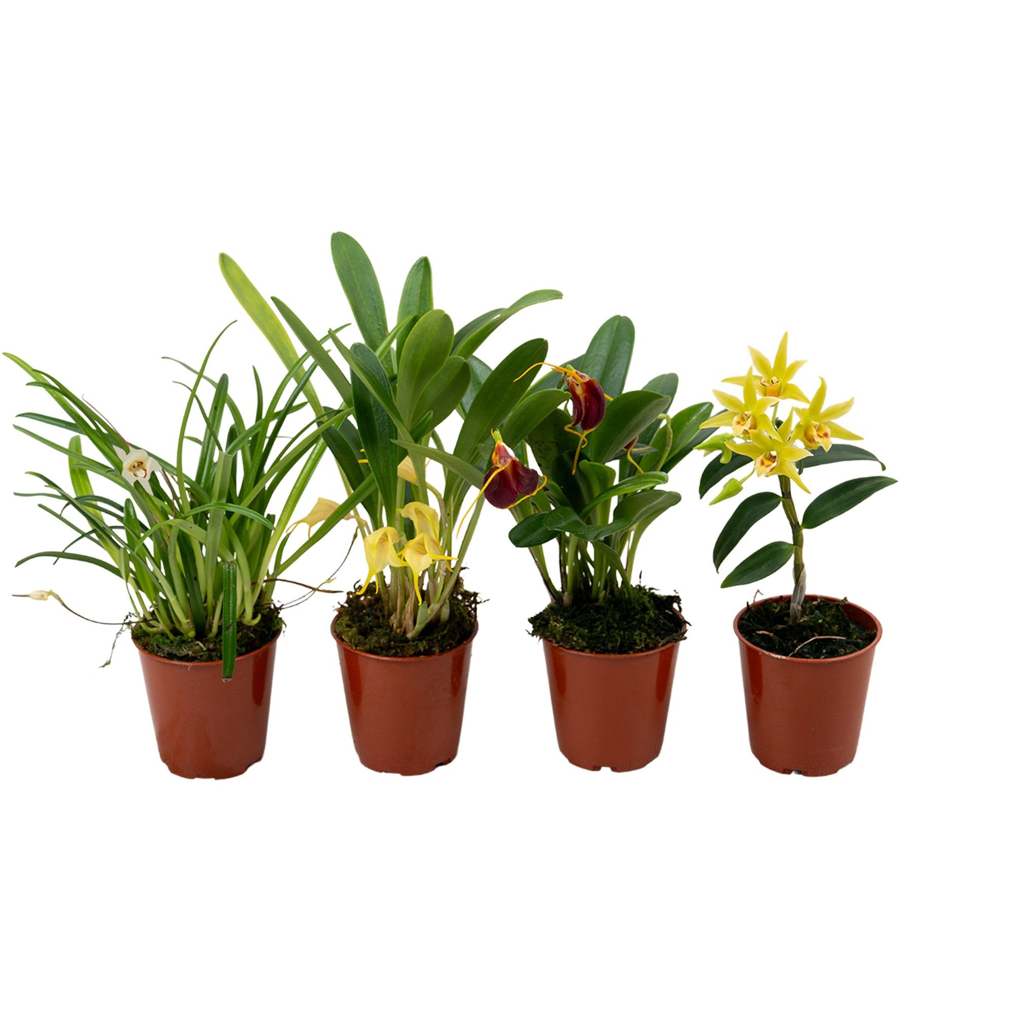 Overige orchidee mix 6 cm, D 6