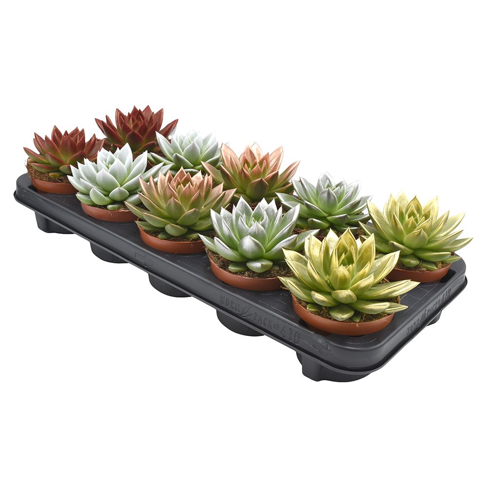 Miranda coloured Xmas festival mix, D 10,5