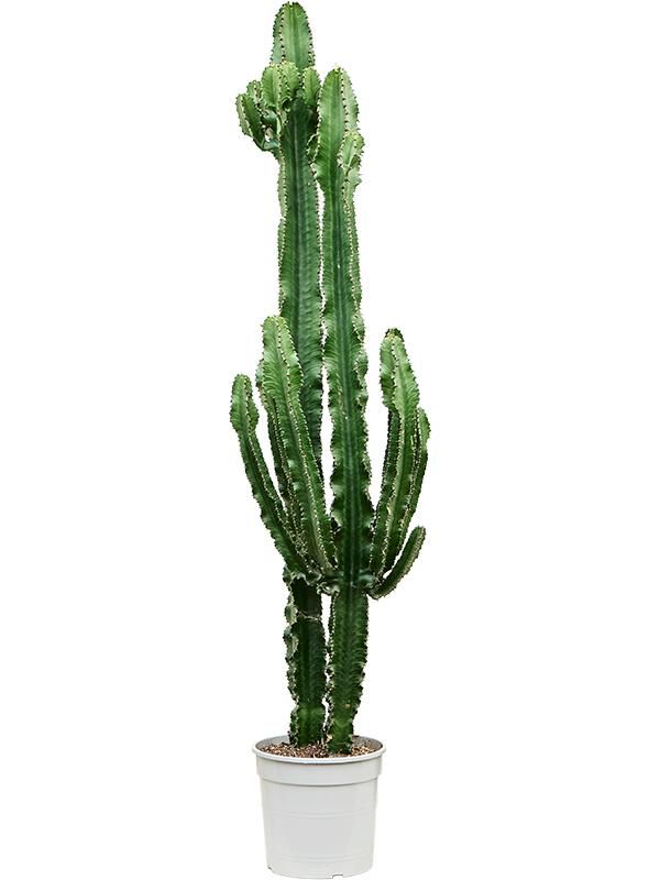 Euphorbia erytrea, D 27