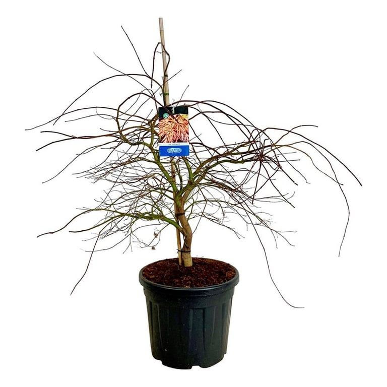 Acer Ice Dragon ®, D 50 cm Acer Ice Dragon ®, D 50 cm