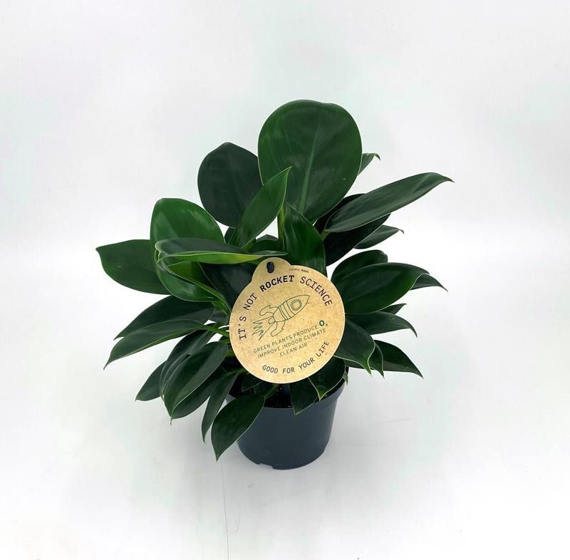 PHILODENDRON-HYBRID 'Green Princess', D 12