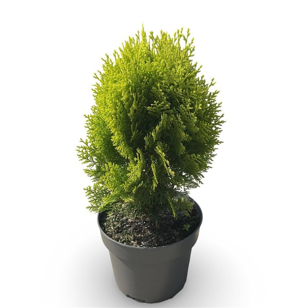 Thuja occ. 'Aurea Nana', D 21