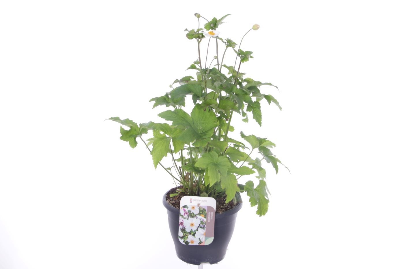 Anemone hup. Summer Breeze Snow, D 23