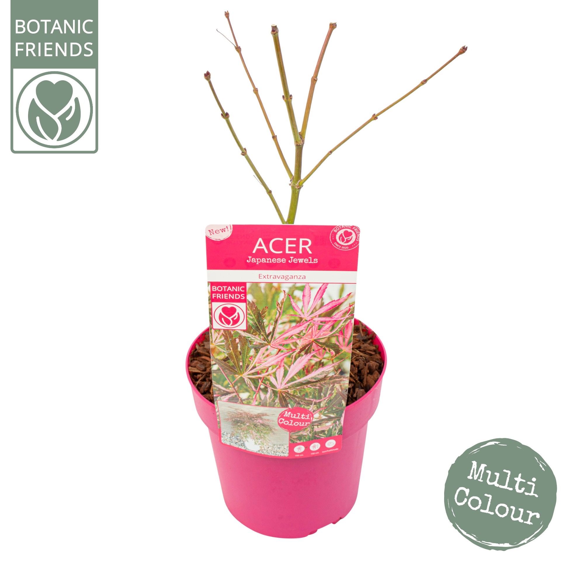 Acer palm. 'Extravaganza', D 19