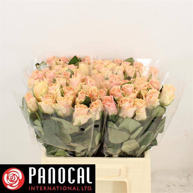 Роза од. Свит Такази+ 40, шт.