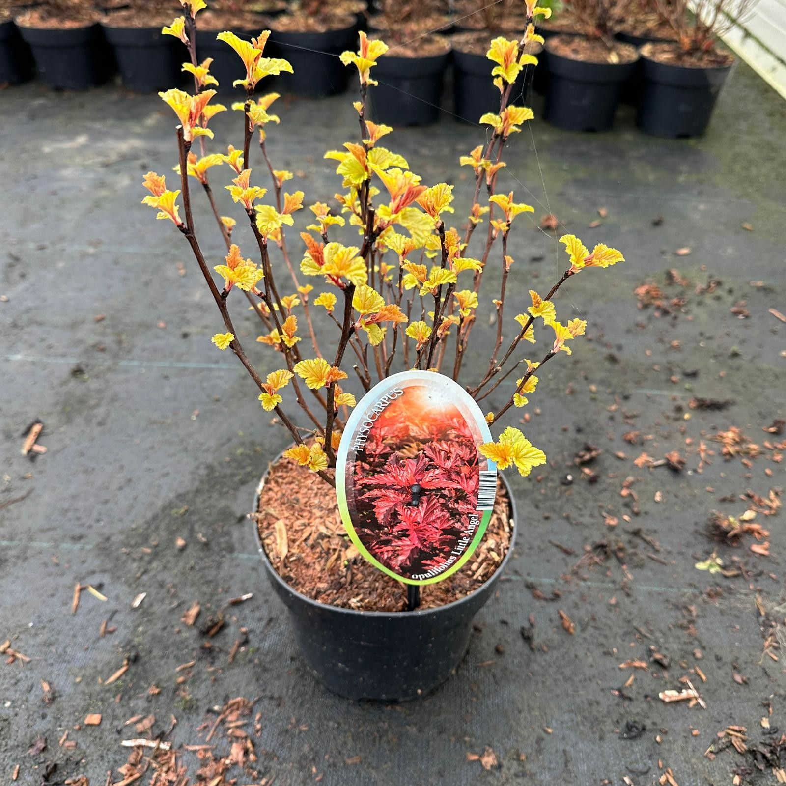 Physocarpus opulifolius Little Angel ('Hoogi016'PBR), D 17