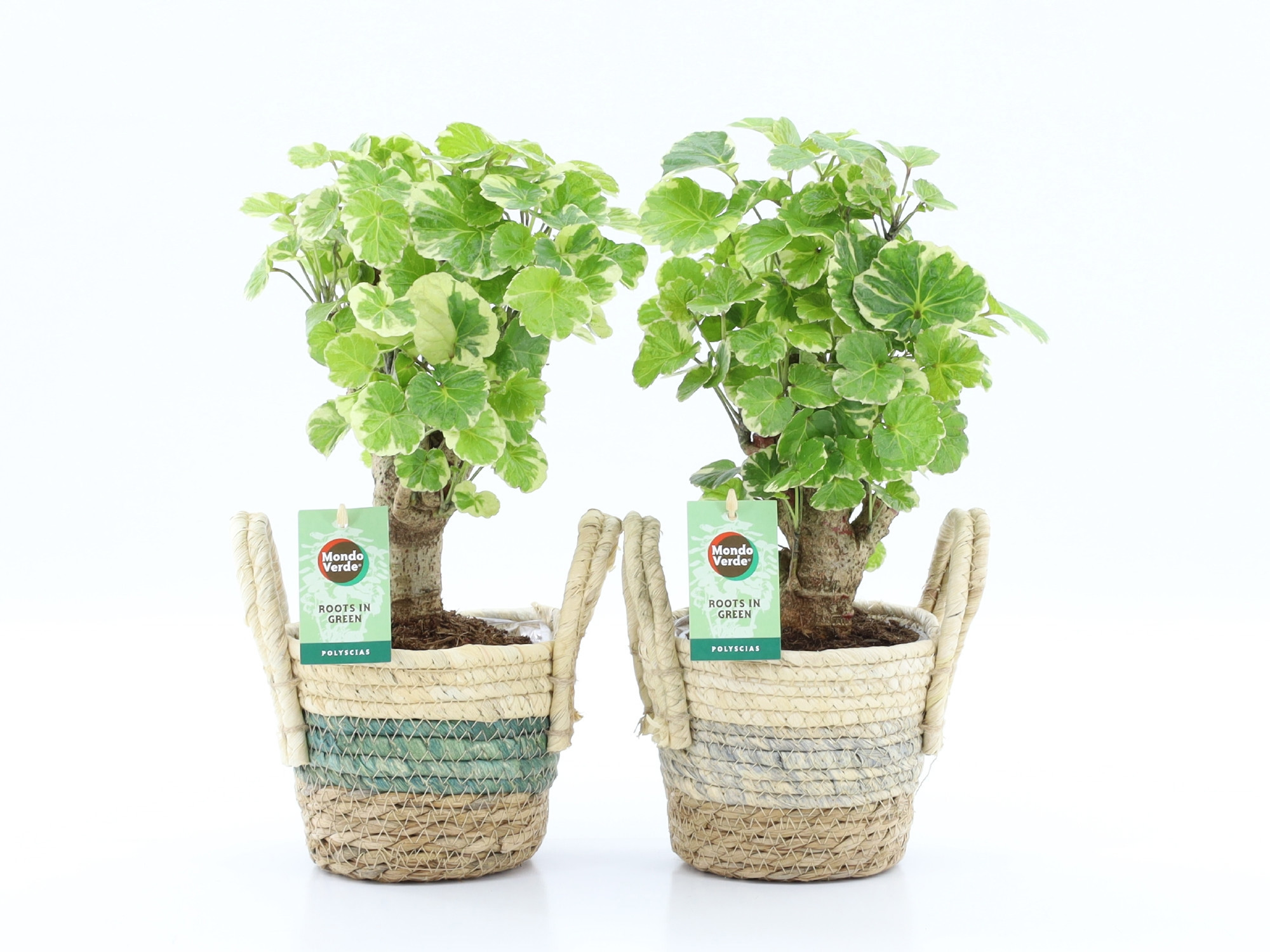 Polyscias Balfouriana in Noah Stripe, D 14