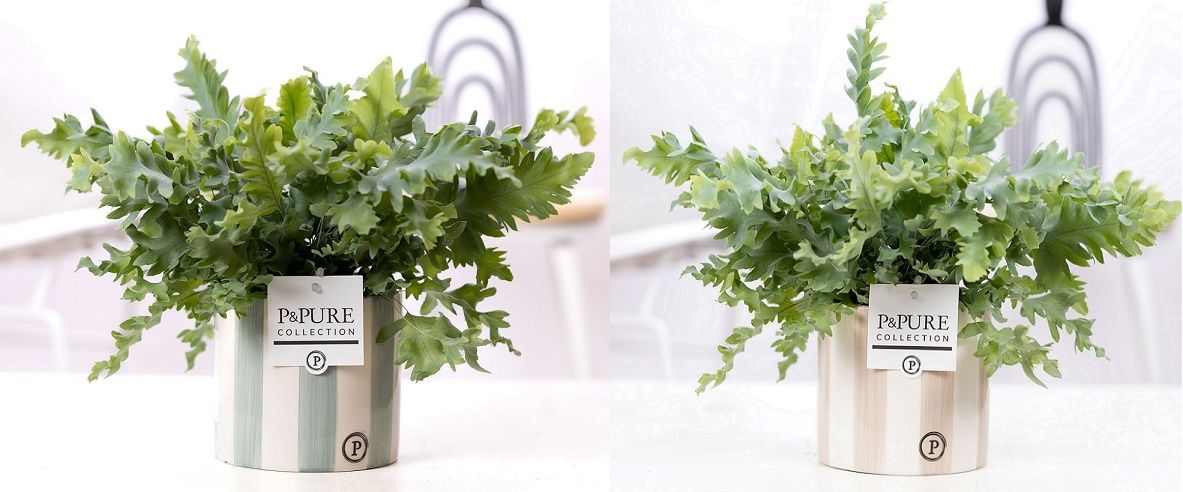 Phlebodium Davana in P&PURE Eline 2 ceramics ass.2, D 12