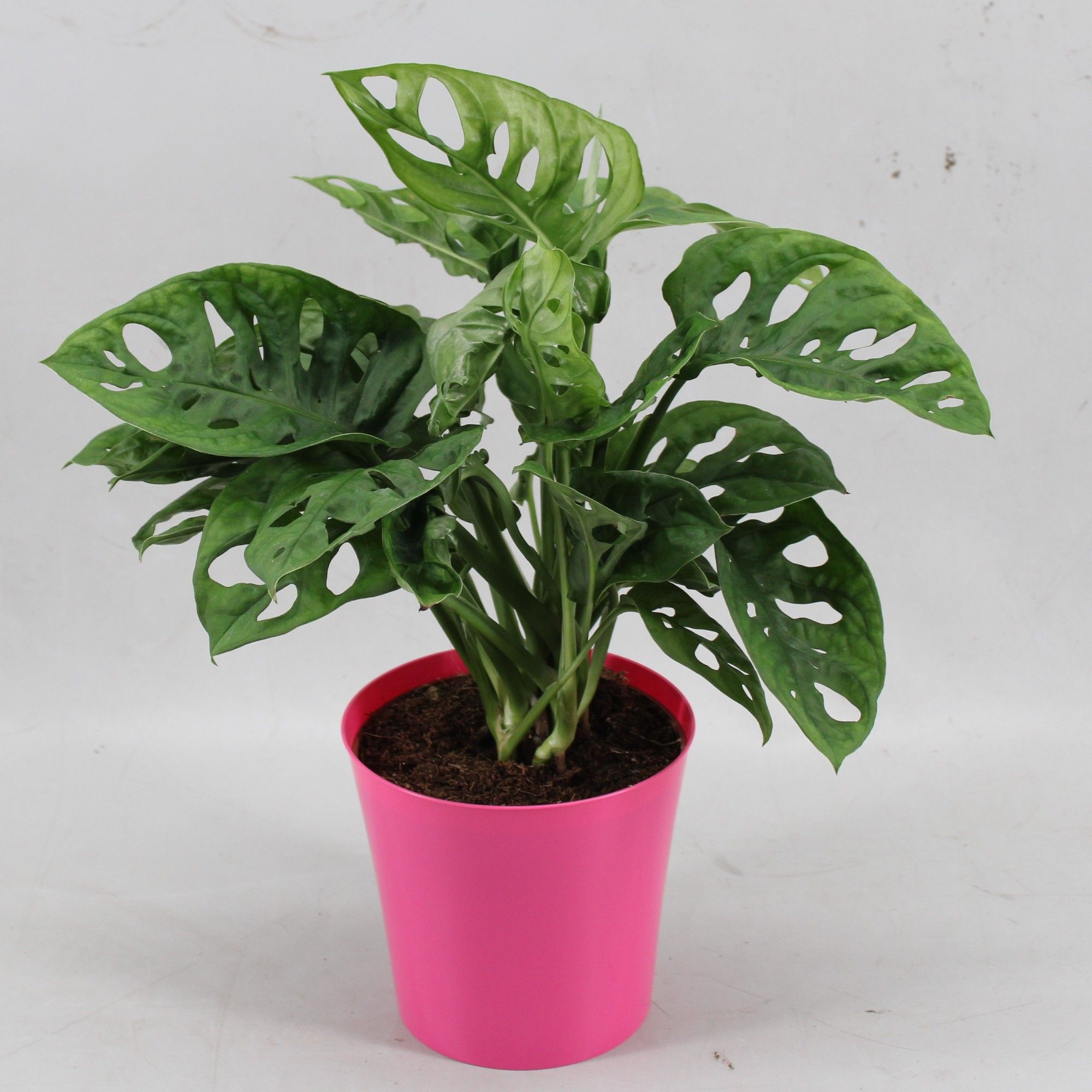 Monstera Monkey Leaf in Linge pot roze, D 12,5