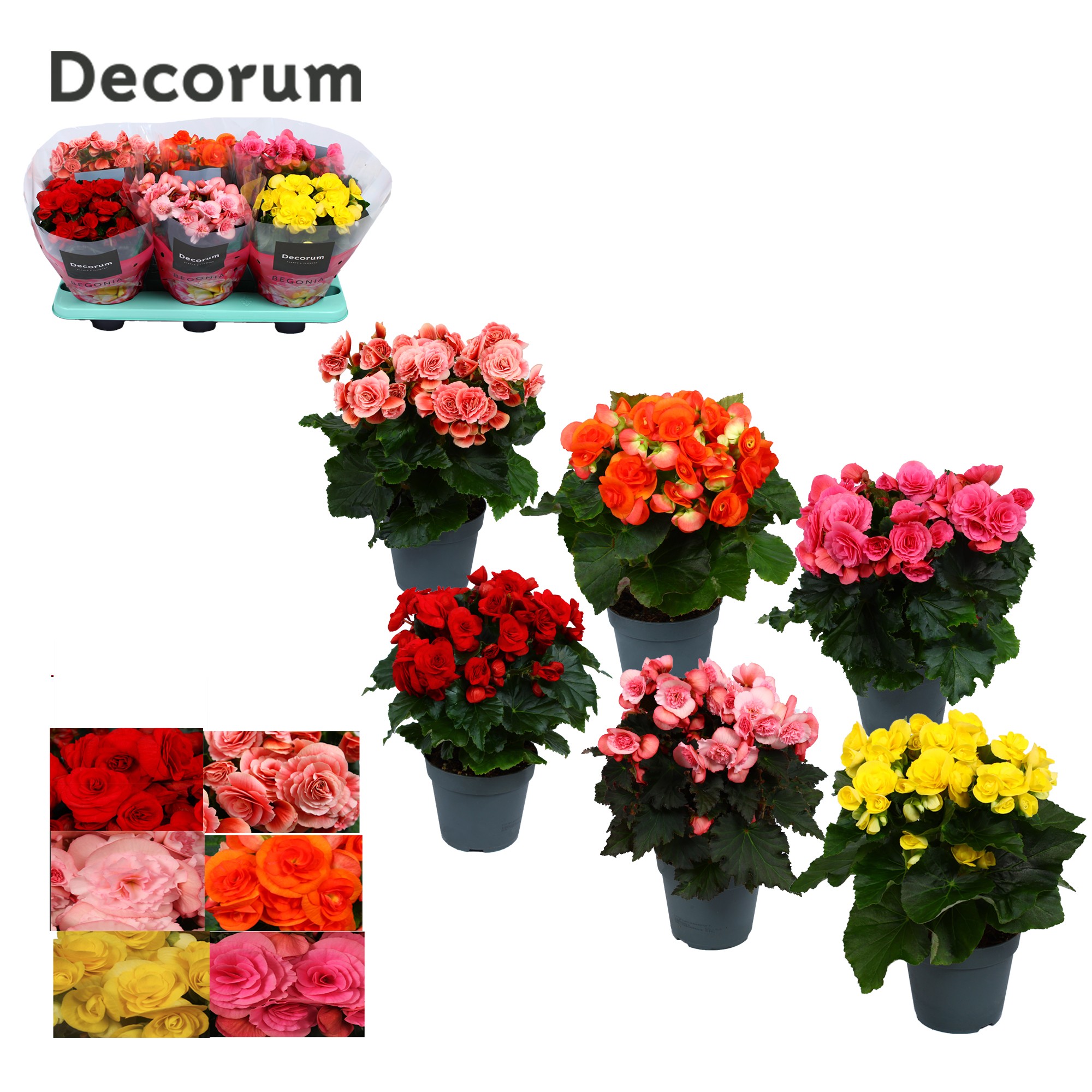 Begonia mix 14 cm (5 kleuren) Decorum, D 14