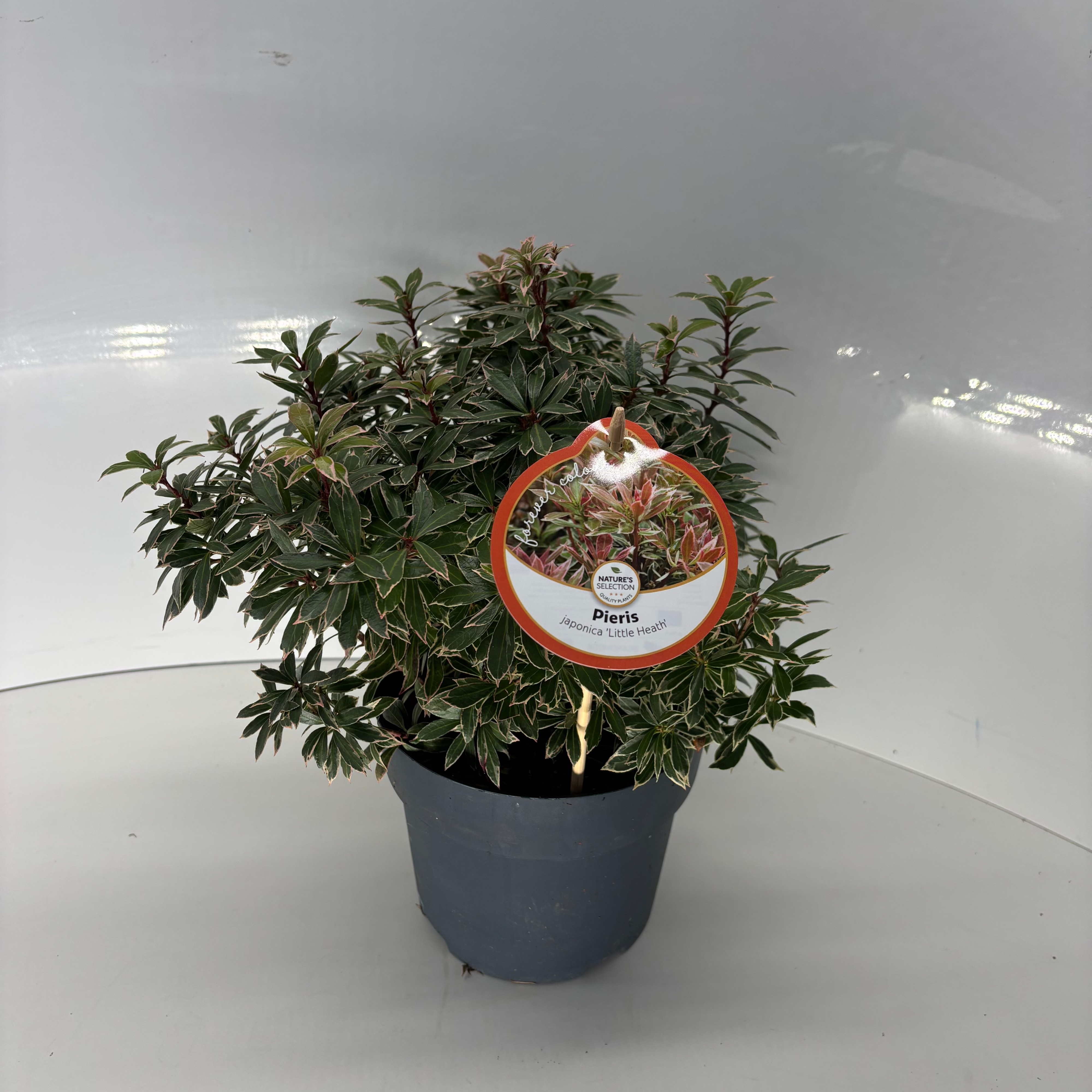 Pieris japonica 'Little Heath', D 17
