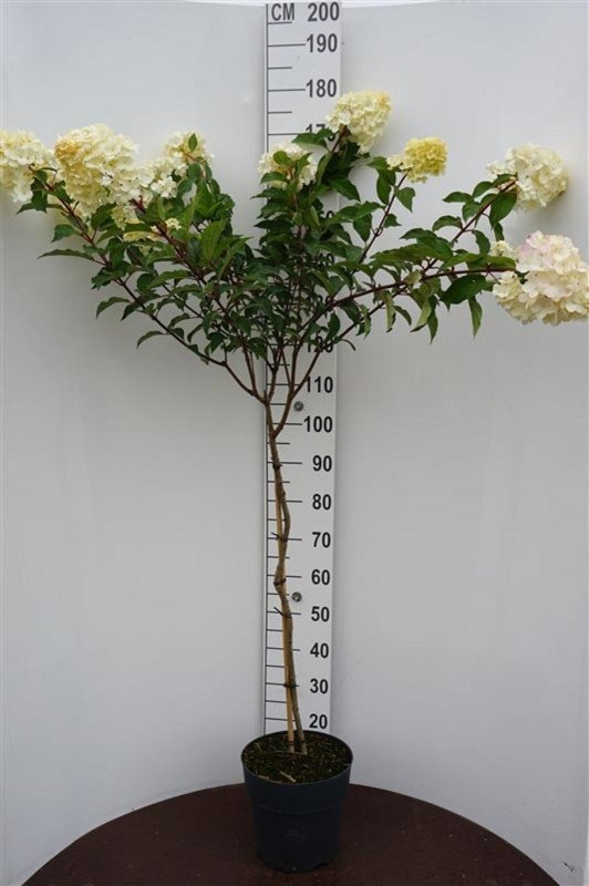 Hydrangea pan. Vanille-Fraise, D 29