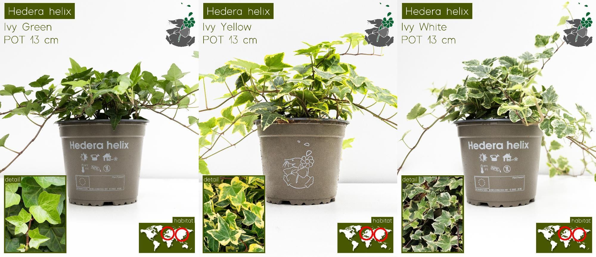 Hedera Helix Assortiment P13, D 13