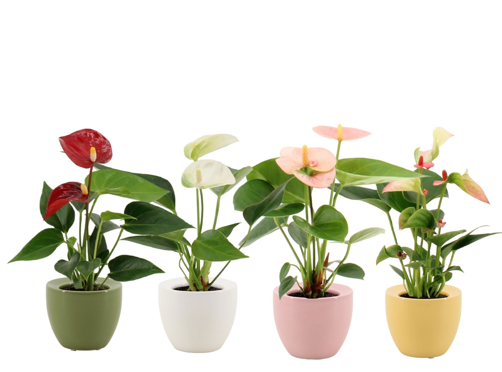 Anthurium 6 cm 4 color mix in Ufo ceramics, D 6