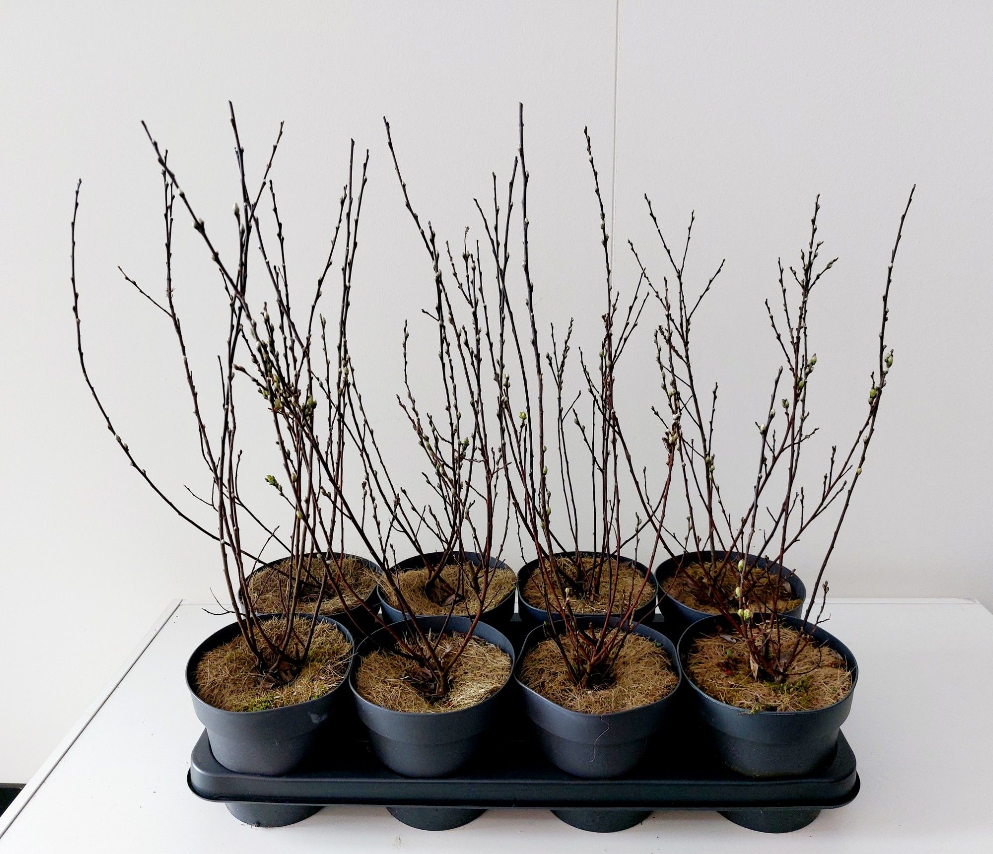 Salix Irrorata bush p14, D 14